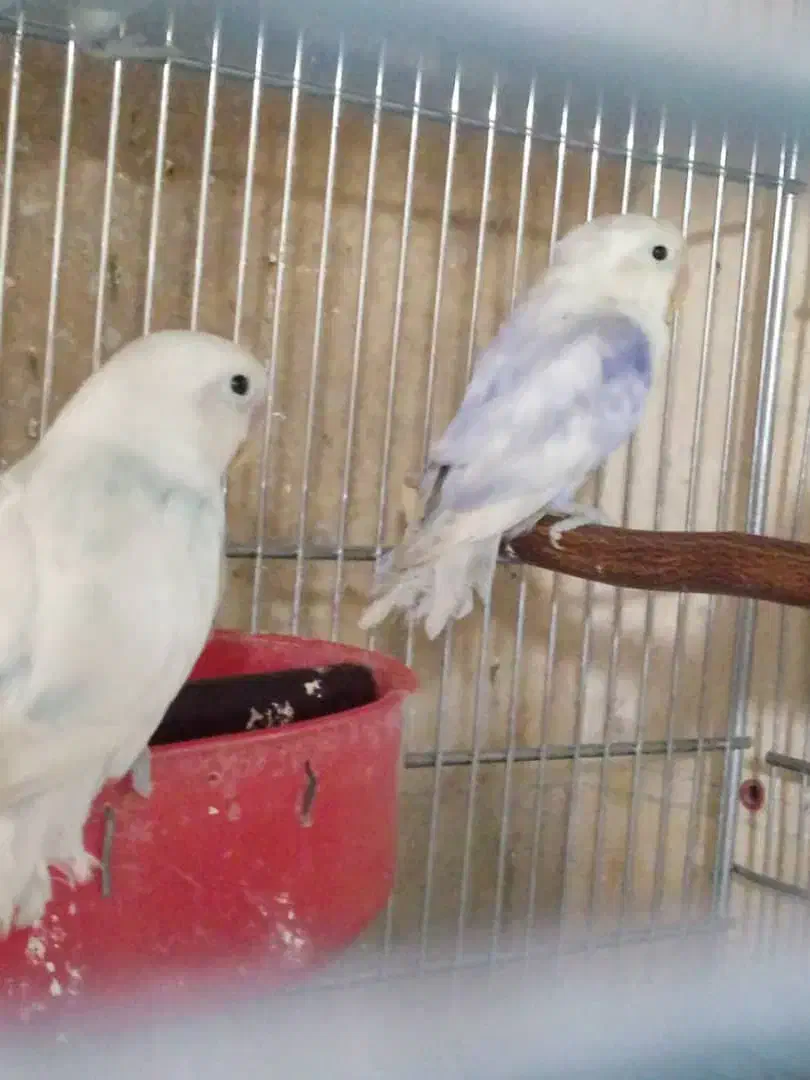 طوطی برزیلی (از پدر ومادر وارداتی)|پرنده|تهران, مجیدآباد|دیوار