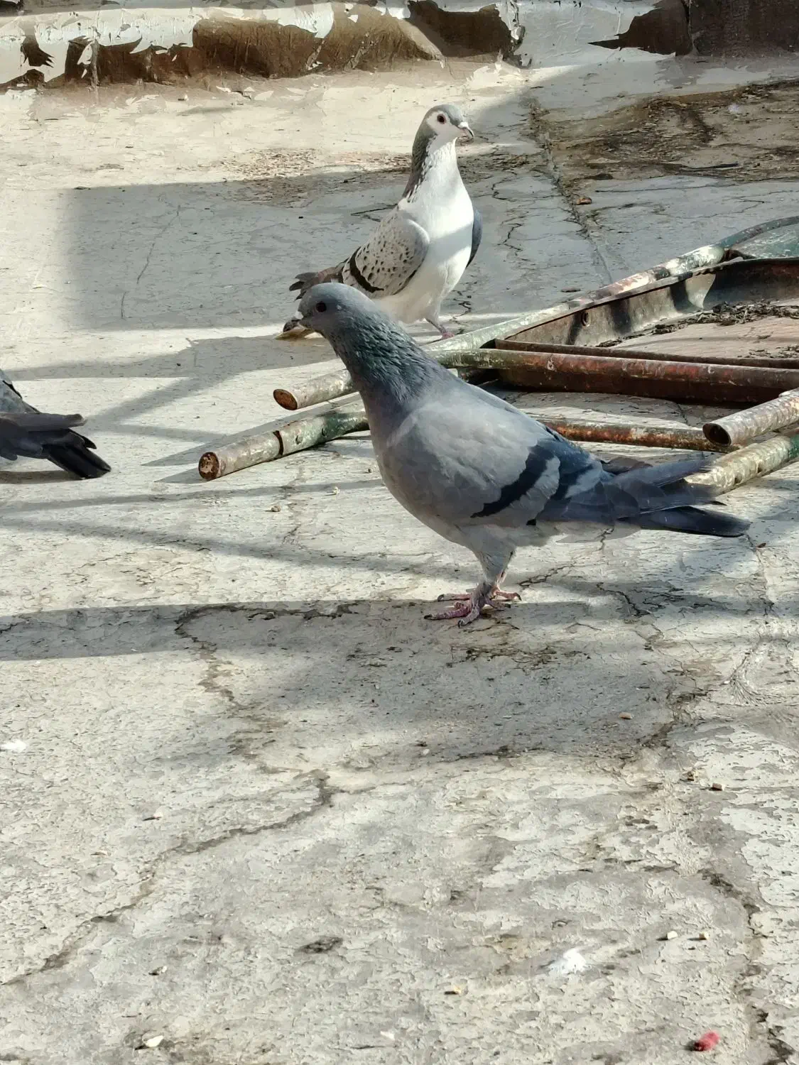 دمگیر|پرنده|اصفهان, شاهد|دیوار