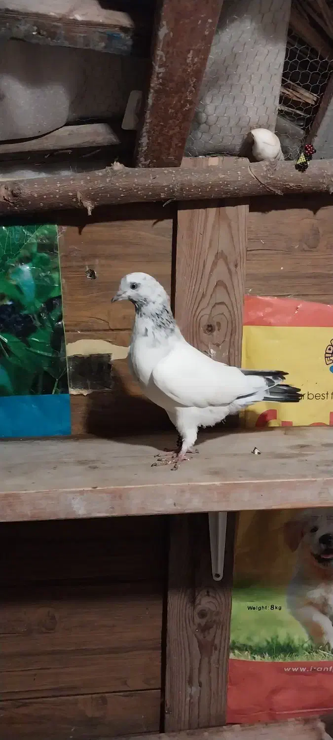 پرنده کبوتر ساعت بالا|پرنده|رامسر, |دیوار