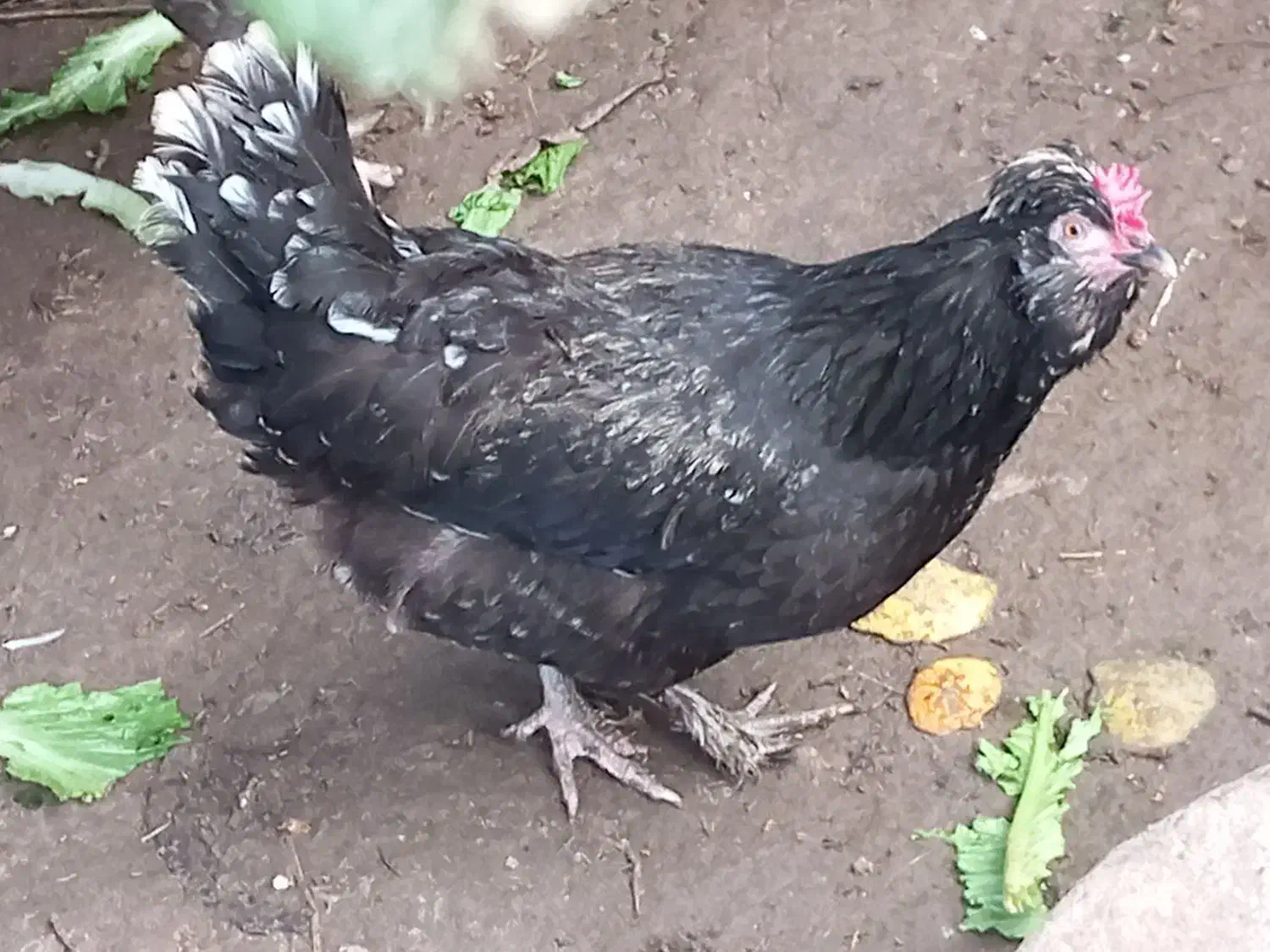 تخم نطفه دار پاپر ریشو کاکلی|حیوانات مزرعه|رشت, پسیخان|دیوار