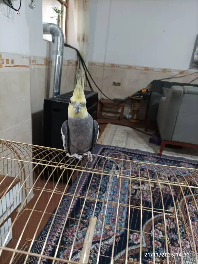 عروس هلندی .لاری|پرنده|بم, |دیوار