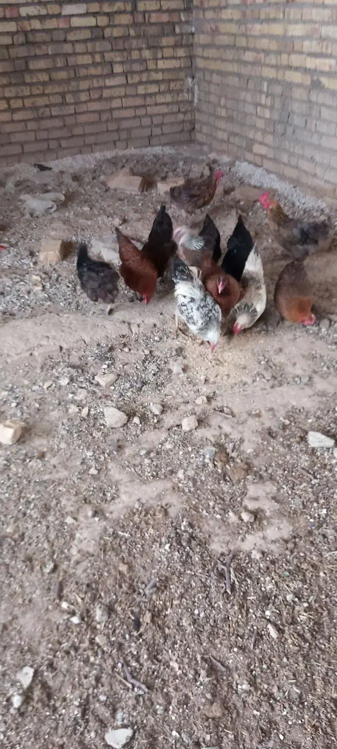 مرغ لری|حیوانات مزرعه|الیگودرز, |دیوار