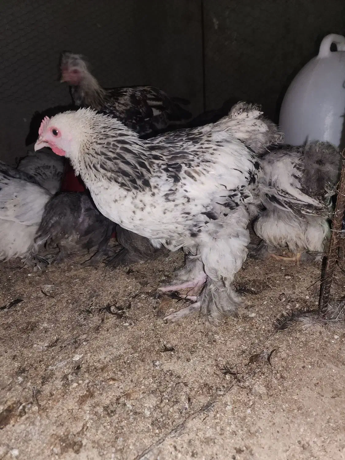 جوجه مرغ خروس برهما ۴.۵ ماهه|حیوانات مزرعه|یزد, |دیوار