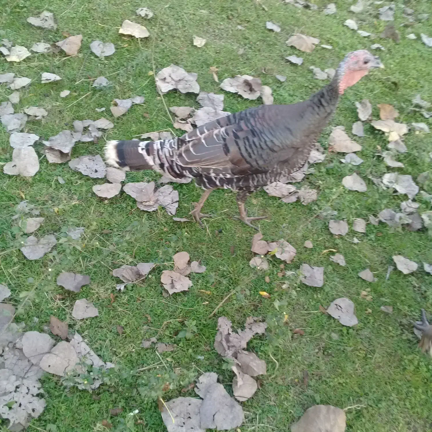 بوقلمون ماده|حیوانات مزرعه|رضوانشهر, |دیوار