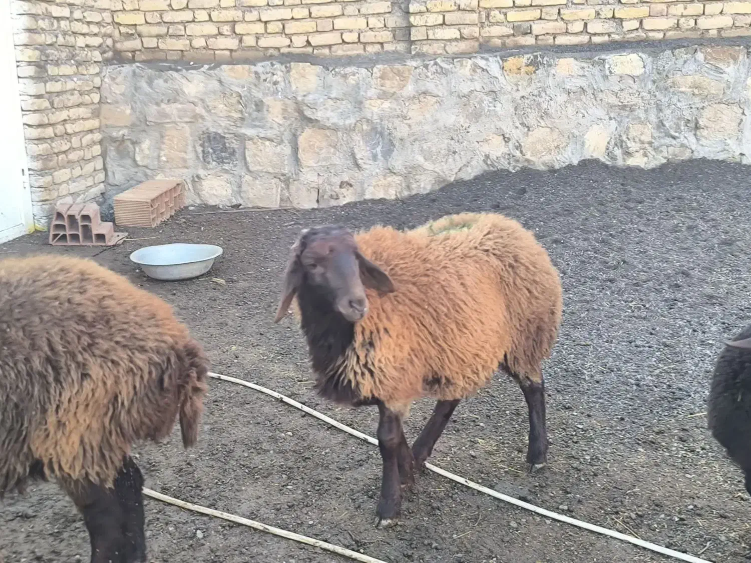 بره همو|حیوانات مزرعه|مشهد, محمدآباد|دیوار