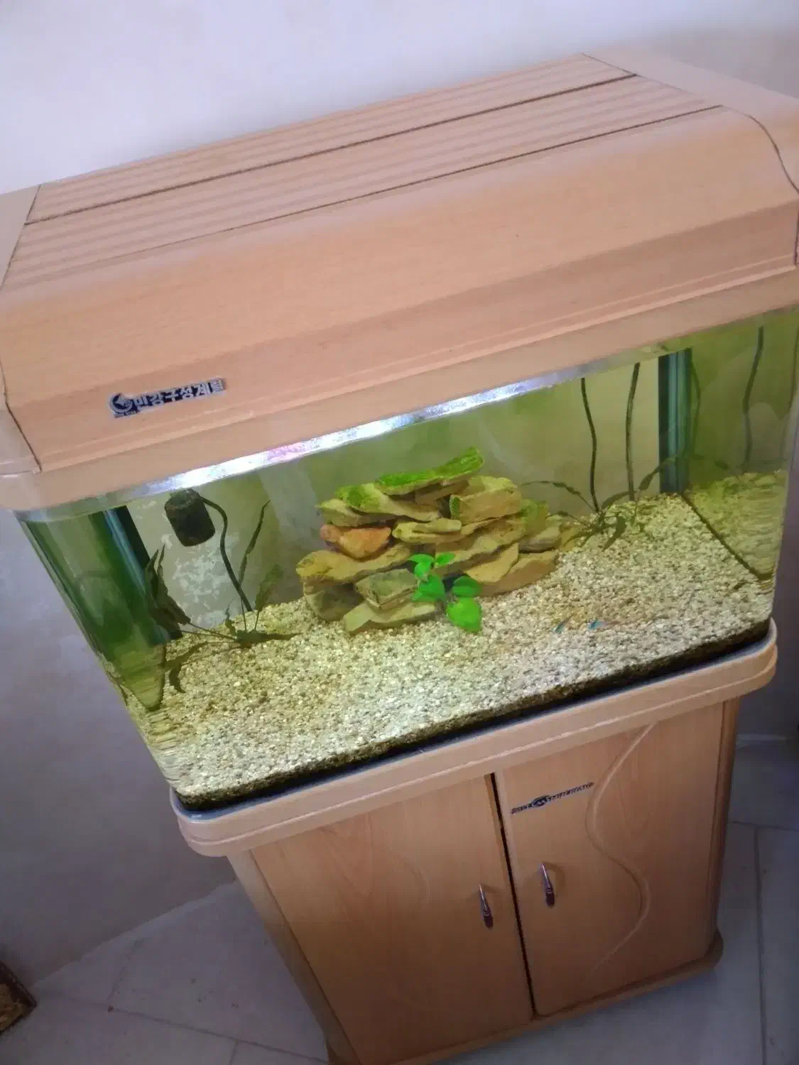 آکواریوم شرکتی ماهیران بهمراه میز شرکتی|ماهی|تبریز, |دیوار