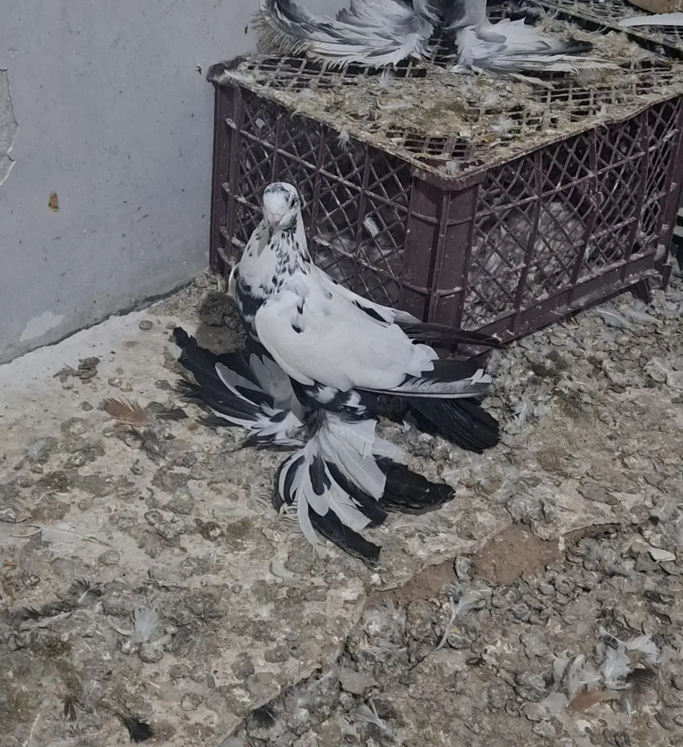 کبوتر|پرنده|باسمنج, |دیوار