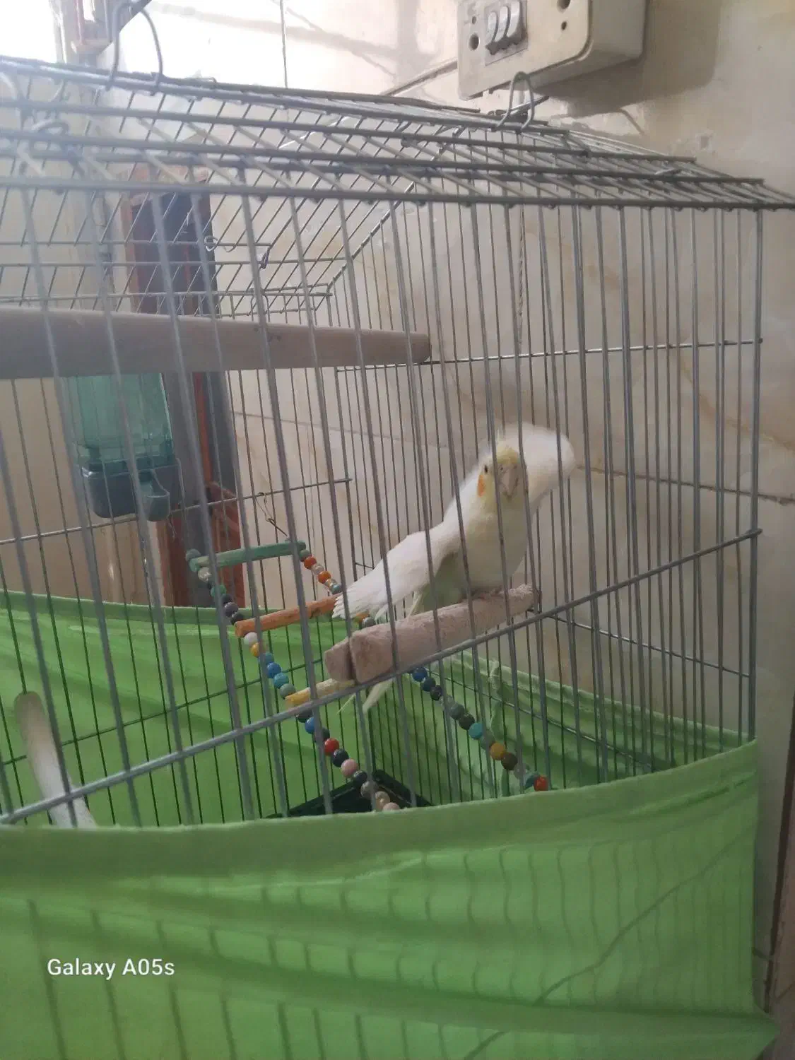 دوعدد عروس هلندی باقفس ۱تومن|پرنده|نسیم‌شهر, |دیوار