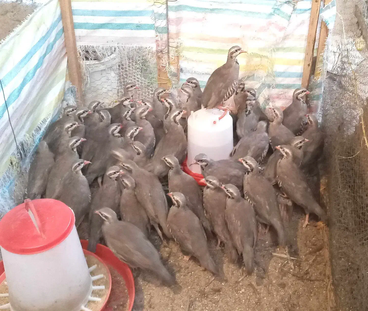 پرنده زینتی 3 ماهه|پرنده|رشت, صفاری|دیوار