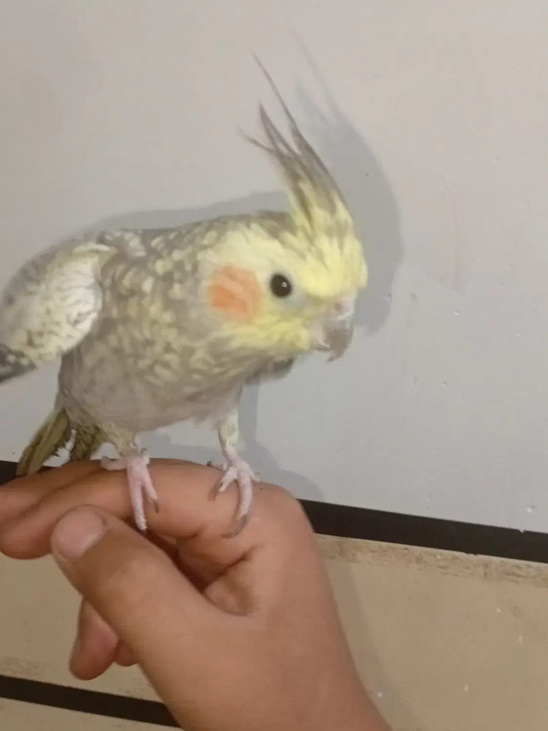 10000000|پرنده|گتوند, |دیوار