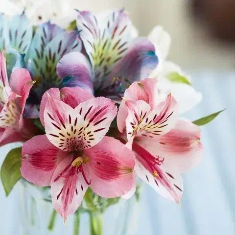 نگهبان گلخانه گل|استخدام سرایداری و نظافت|ورامین, ورامین|دیوار