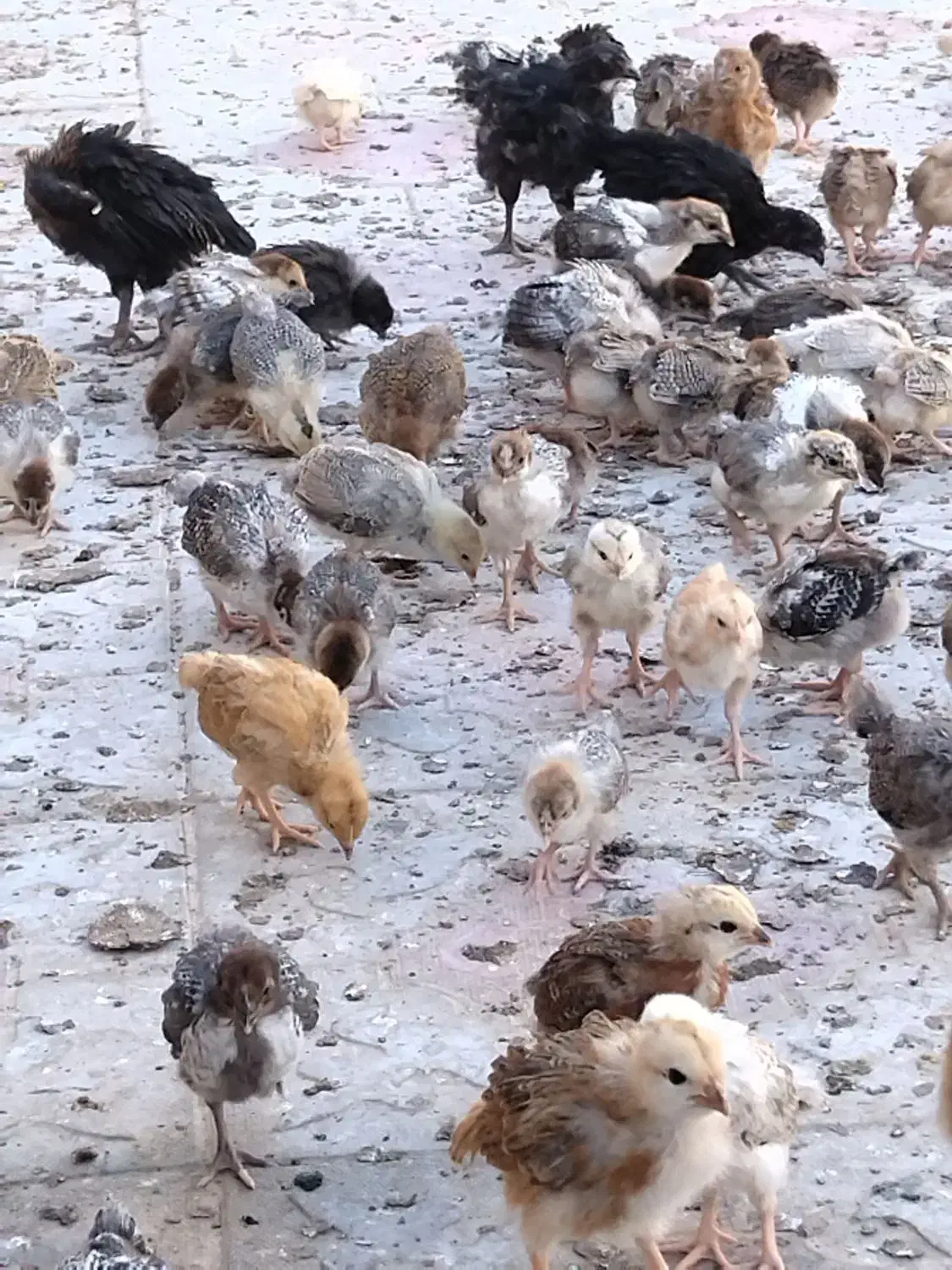 جوجه مرغ خانگی|حیوانات مزرعه|رشتخوار, |دیوار