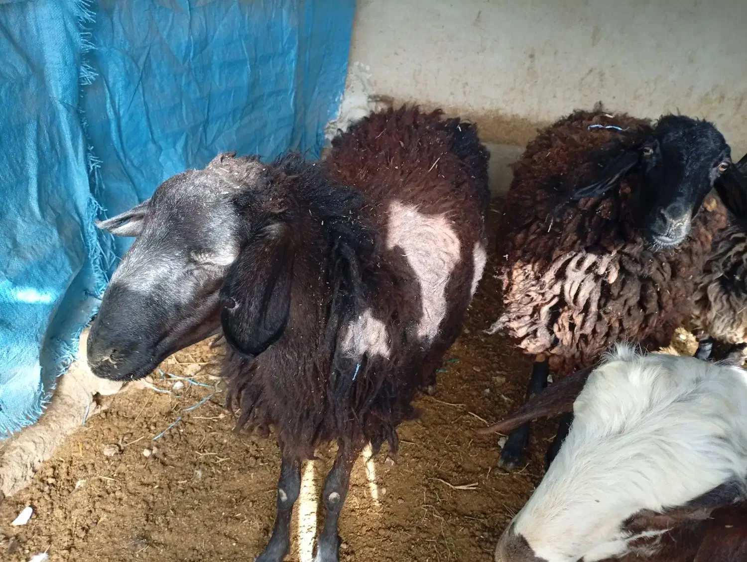 گوسفند شیشک|حیوانات مزرعه|قم, الغدیر|دیوار