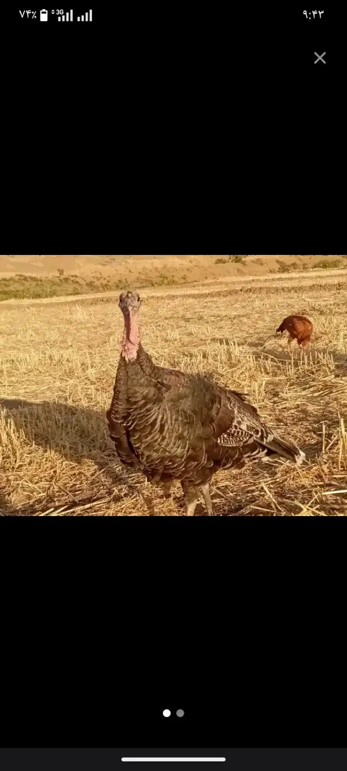 فروش بوقلمون محلی 300عدد کاملا محلی|حیوانات مزرعه|مهاباد (آذربایجان غربی), |دیوار