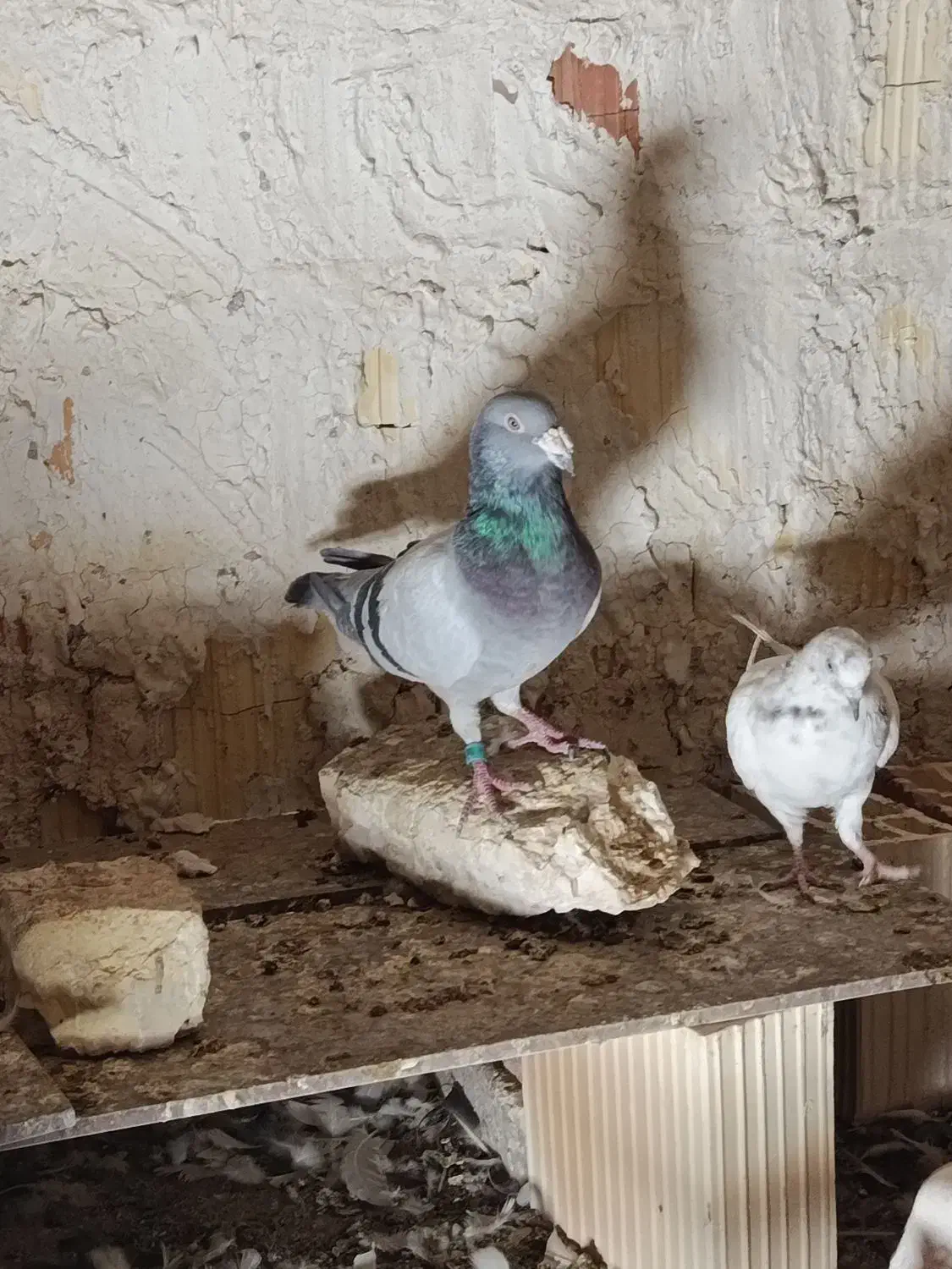 نر سبز گم شده|حیوانات|زابل, |دیوار