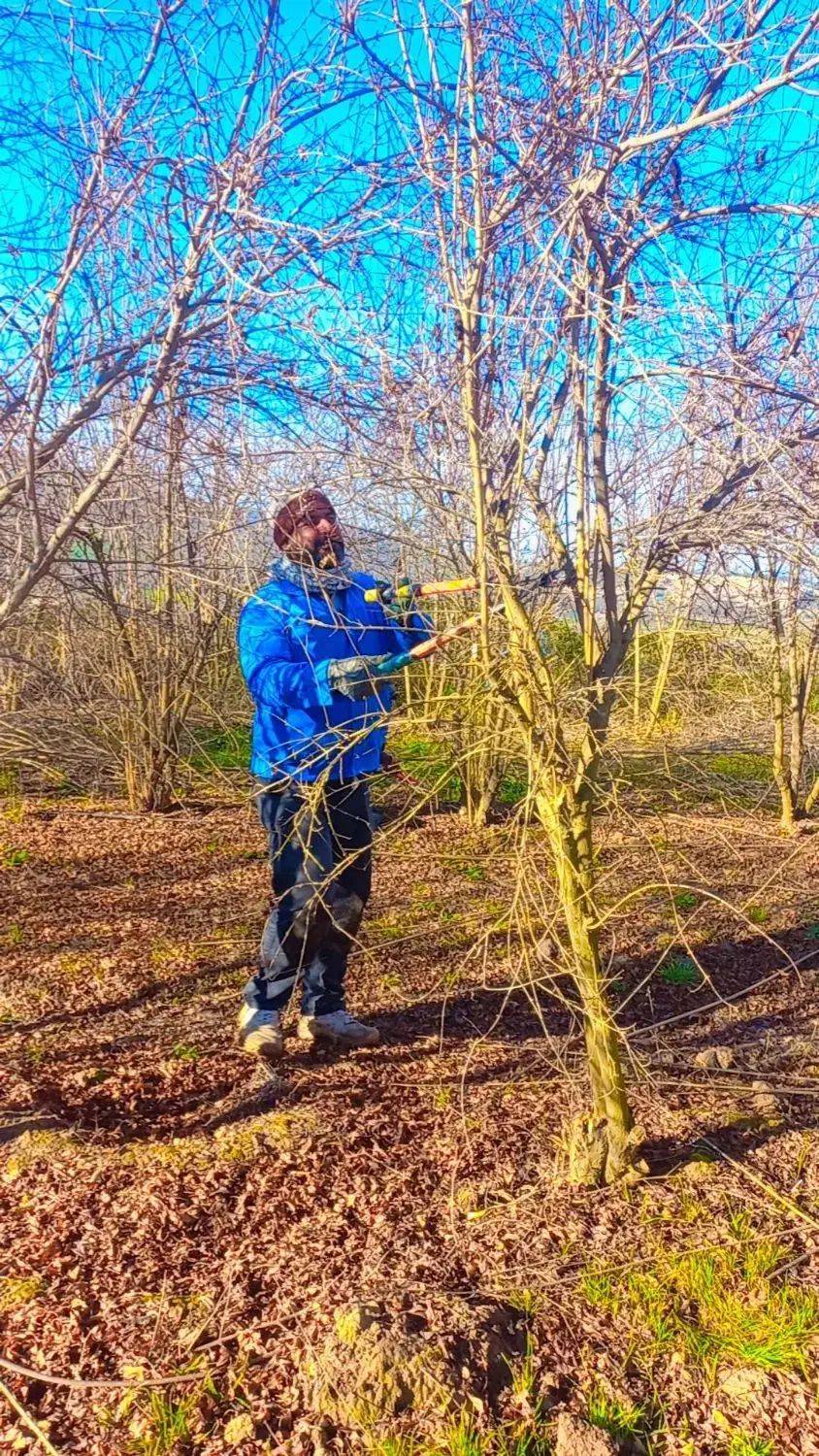 انجام هرس ضمانتی وطراحی باغ|خدمات باغبانی و درختکاری|گرگان, |دیوار