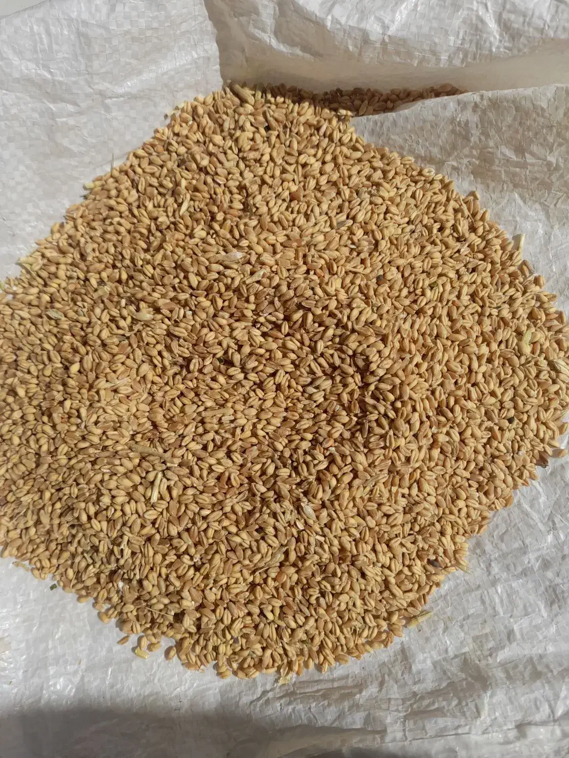 فروش گندم|خوردنی و آشامیدنی|شیراز, اکبر آباد|دیوار