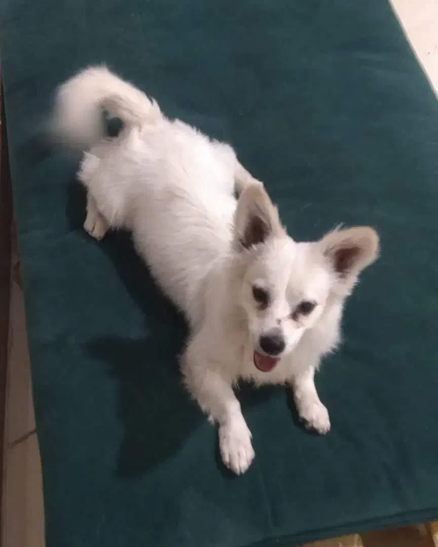 فروش|سگ|رفسنجان, |دیوار