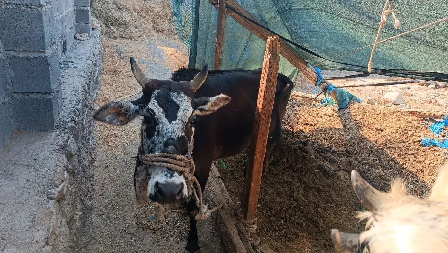 گاو|حیوانات مزرعه|بیکاه, |دیوار