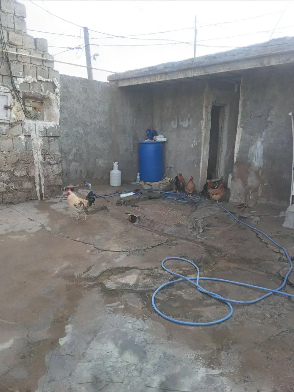 مرغ۴|حیوانات مزرعه|گتوند, |دیوار