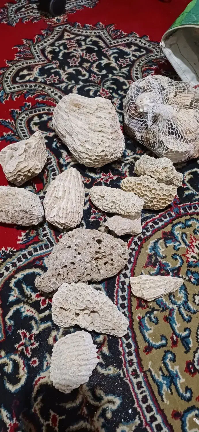 مرجان کف اکواریوم|ماهی|شیراز, معالی‌آباد|دیوار