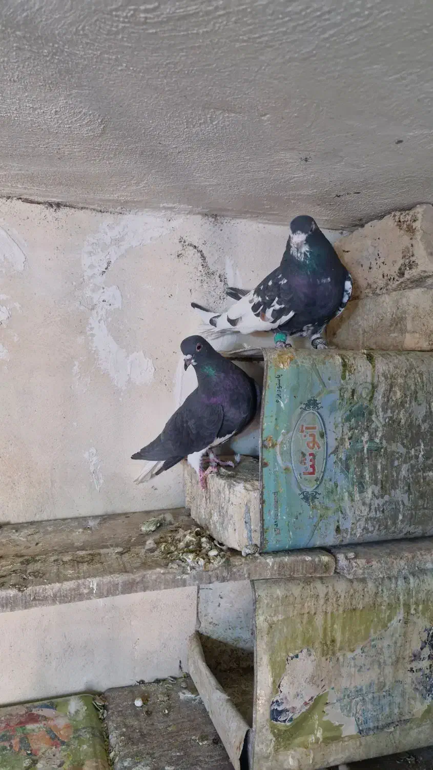 شهری|پرنده|شیراز, گویم|دیوار