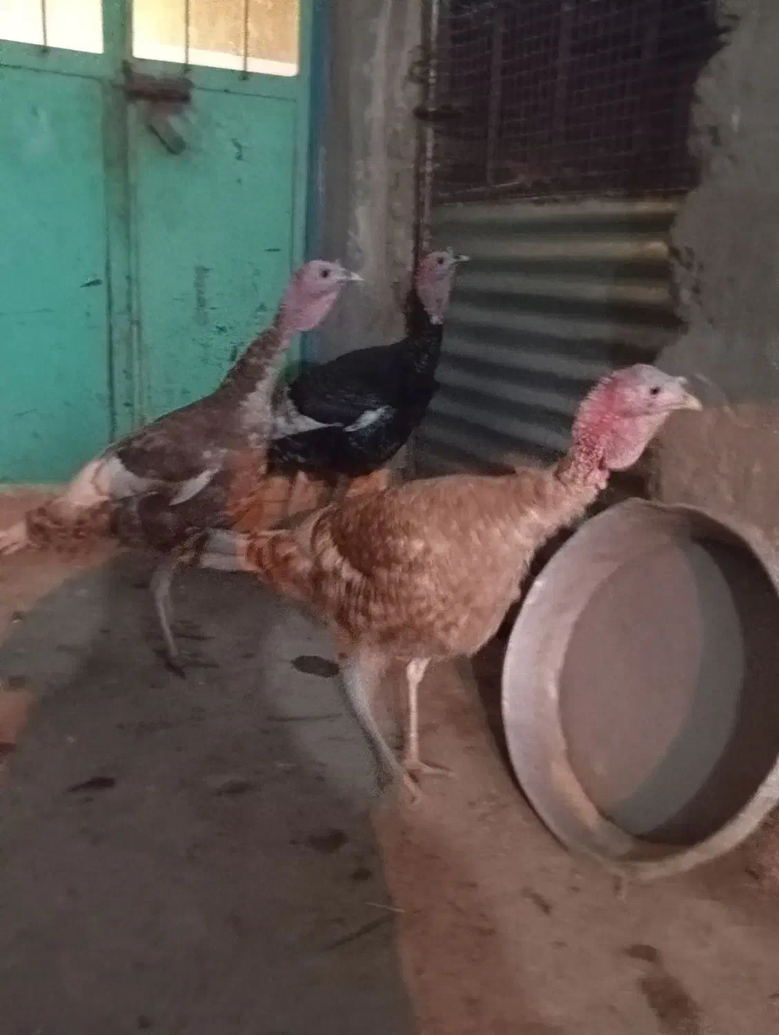 بوقلمون نر|حیوانات مزرعه|هامون, |دیوار