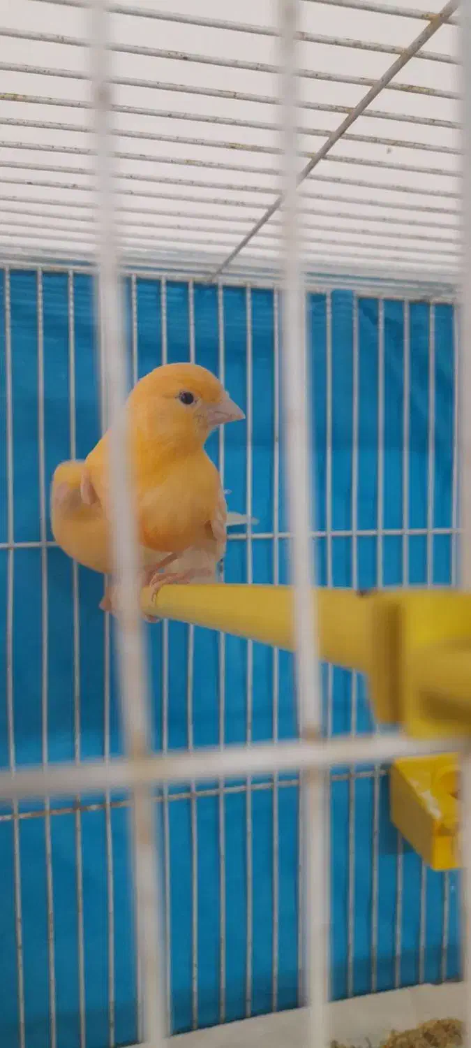 جوجه قناری|پرنده|مشهد, طبرسی شمالی|دیوار