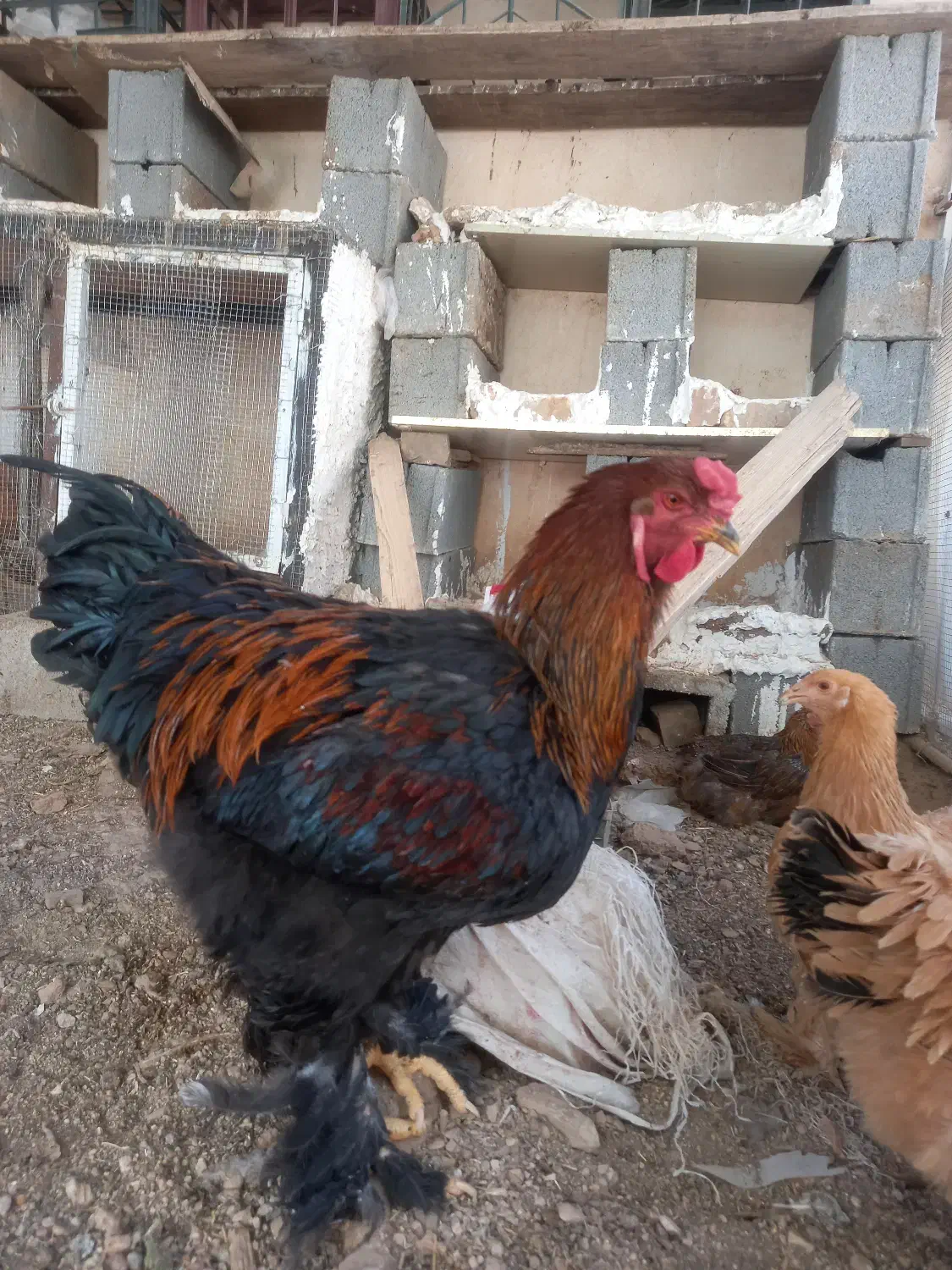 خروس برهما|حیوانات مزرعه|سپیدان, |دیوار