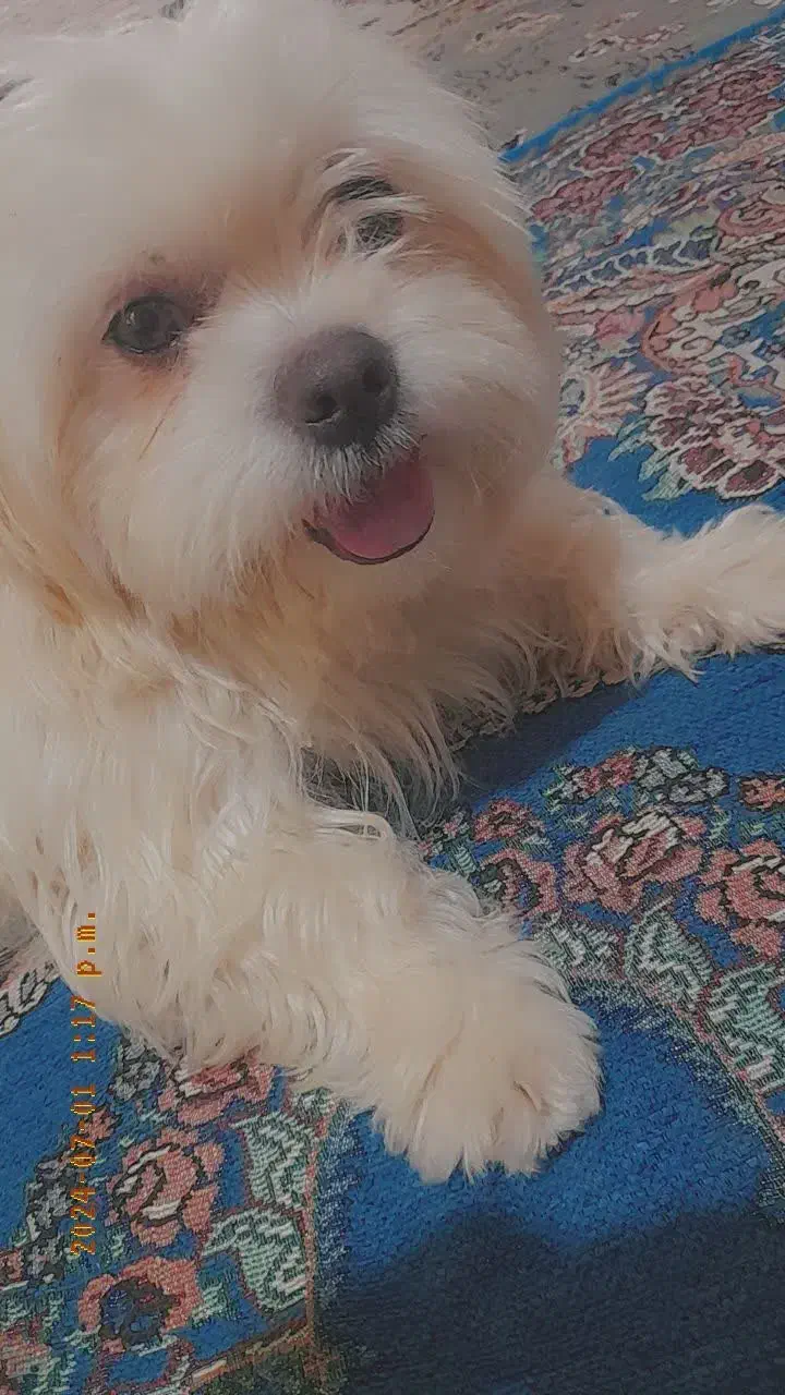 فروش سگ|سگ|بسطام, |دیوار