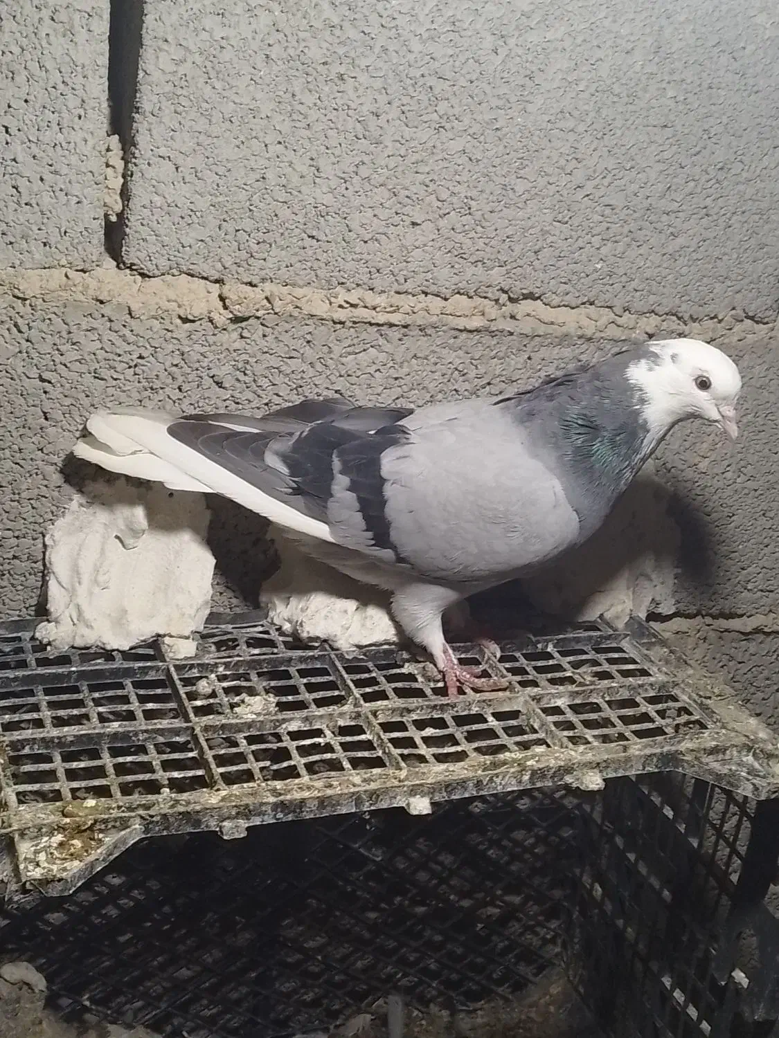 ۵ عدد کبوتر خوب ۱۲۰۰۰|پرنده|ملکان, |دیوار