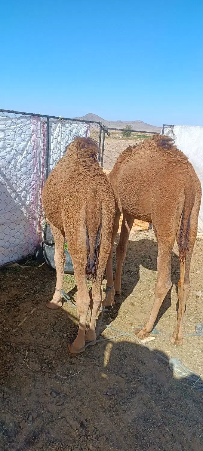 بچه شتر نر|حیوانات مزرعه|کورین, |دیوار