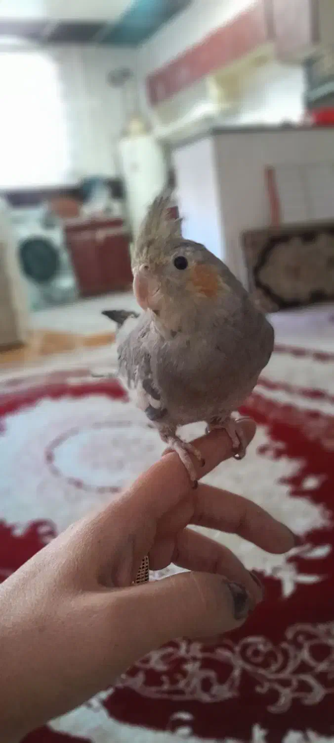 گمشده|حیوانات|سنندج, |دیوار