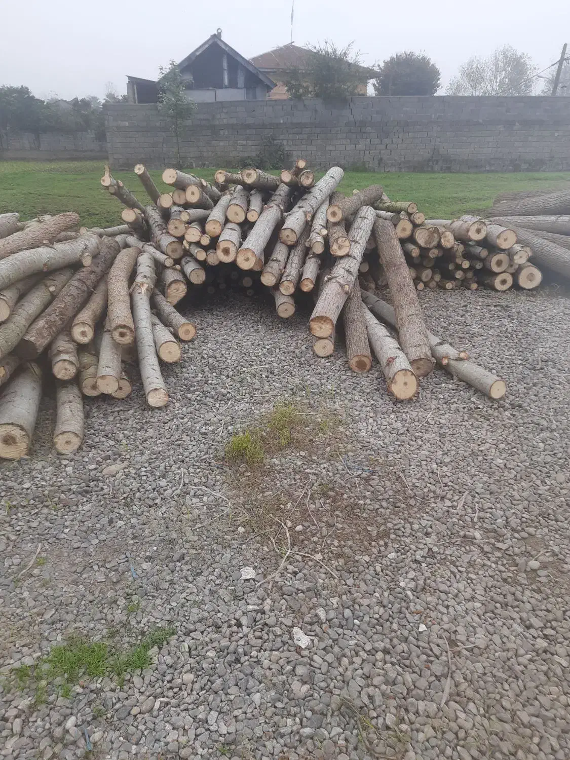 خرید چوب صنوبر و....|خدمات باغبانی و درختکاری|کوچصفهان, |دیوار