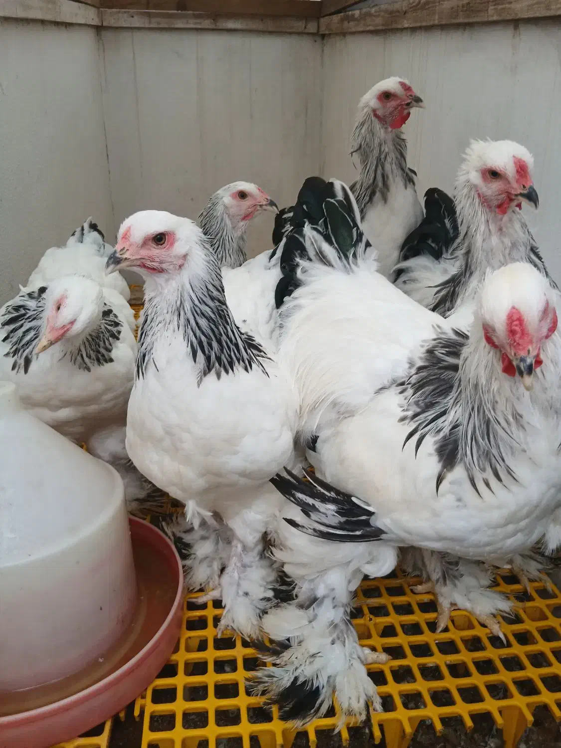 فروش چند جفت برهما لایت در بندرانزلی|حیوانات مزرعه|رشت, سعدی (تختی)|دیوار