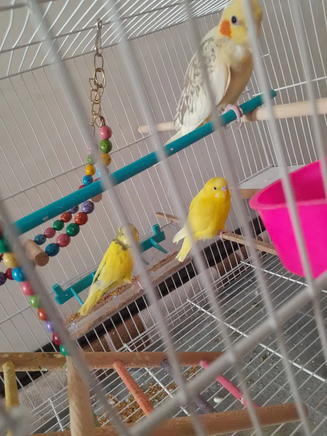 مرغ عشق|پرنده|شاهرود, |دیوار