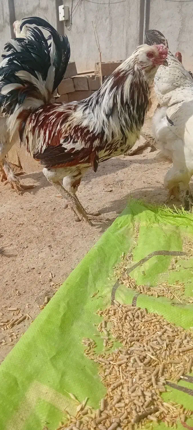 اردک کله سبز و اردک شمالی و مرغ برهما و غاز ولاری|حیوانات مزرعه|کبودرآهنگ, |دیوار
