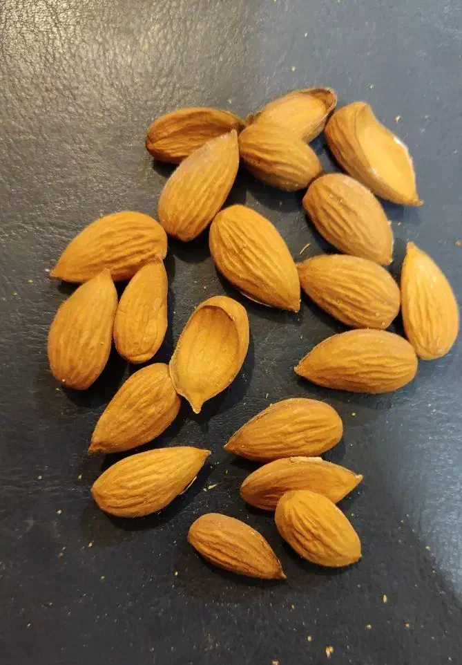 خرید انواع بادام|خوردنی و آشامیدنی|شهرکرد, |دیوار