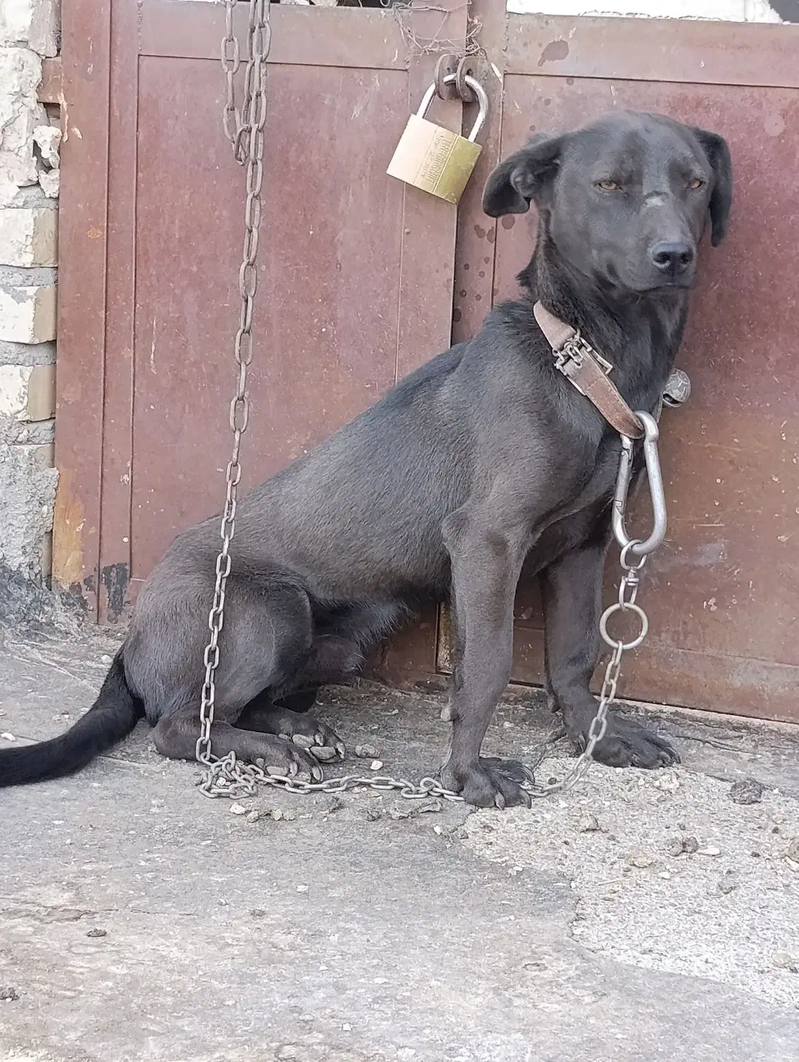 سگ نگهبان|سگ|رضویه, |دیوار