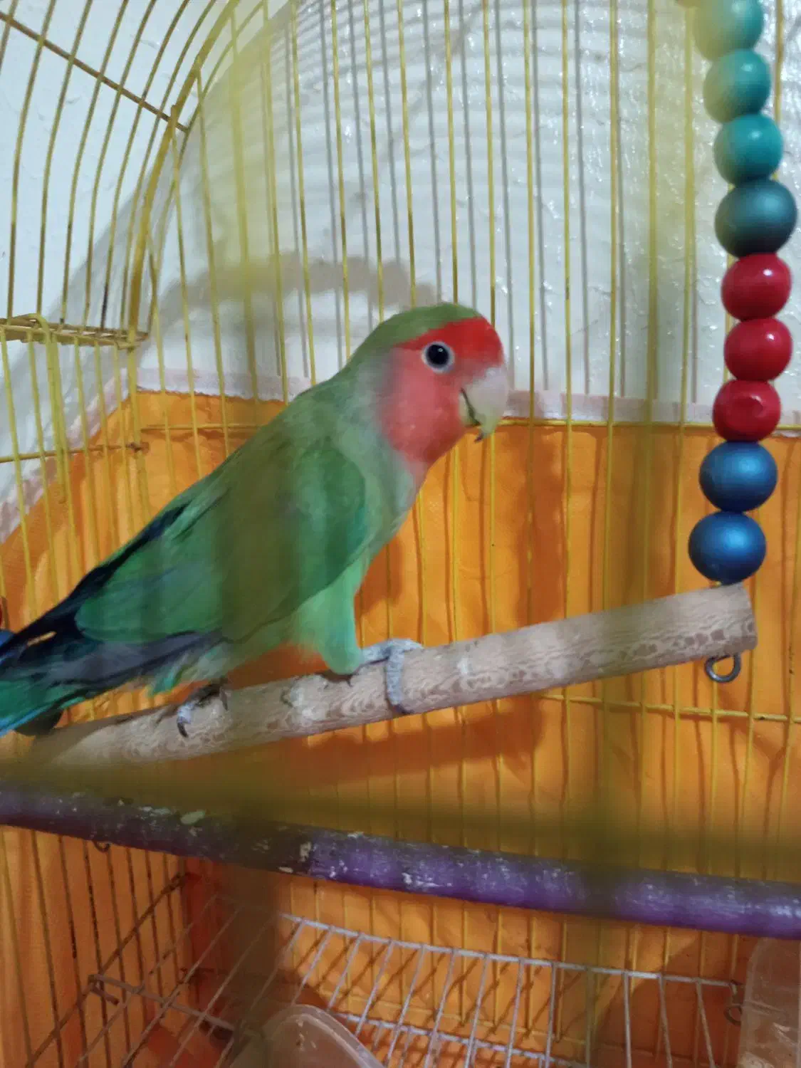 طوطی کوتوله نر مولد|پرنده|اصفهان, پوریای ولی|دیوار