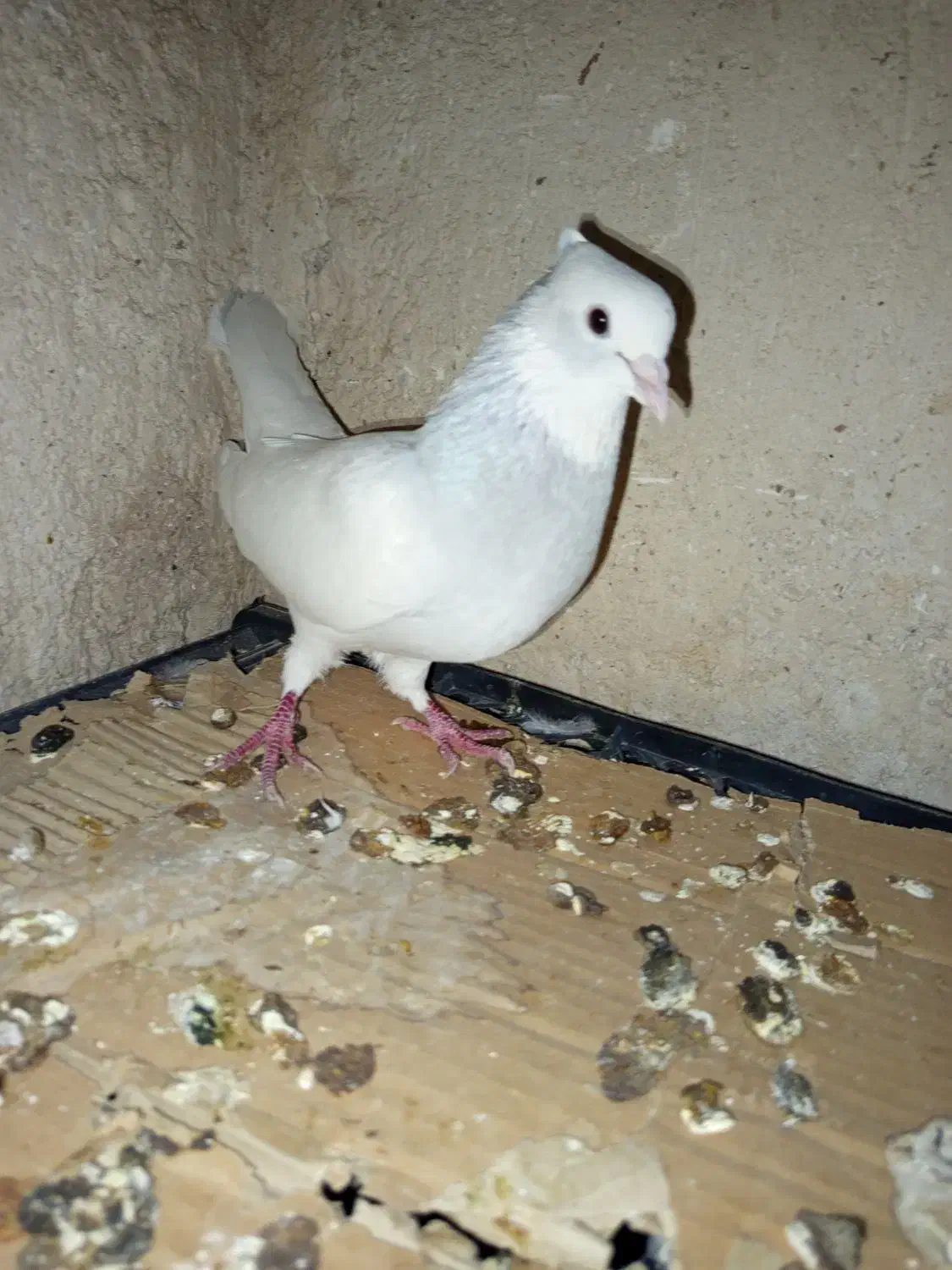 طوق آبی ابری نر|پرنده|شیراز, سعدیه شمالی|دیوار