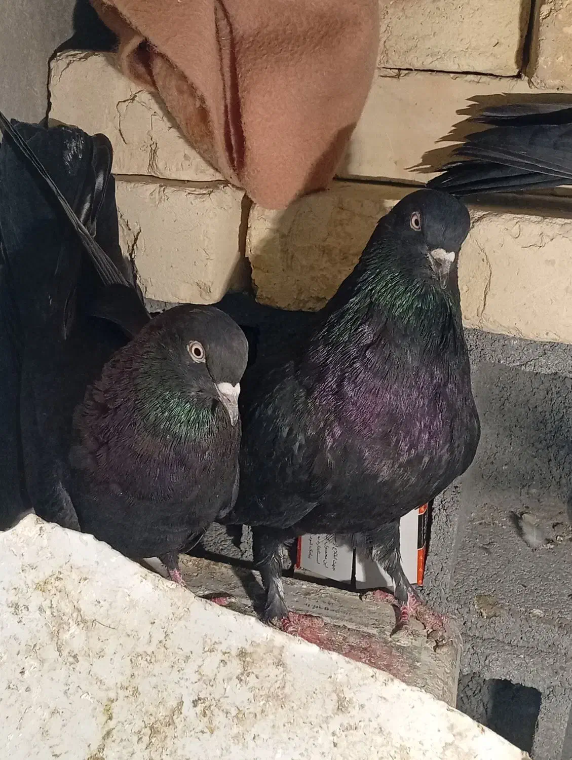 کبوتر سیاه|پرنده|شهرکرد, |دیوار