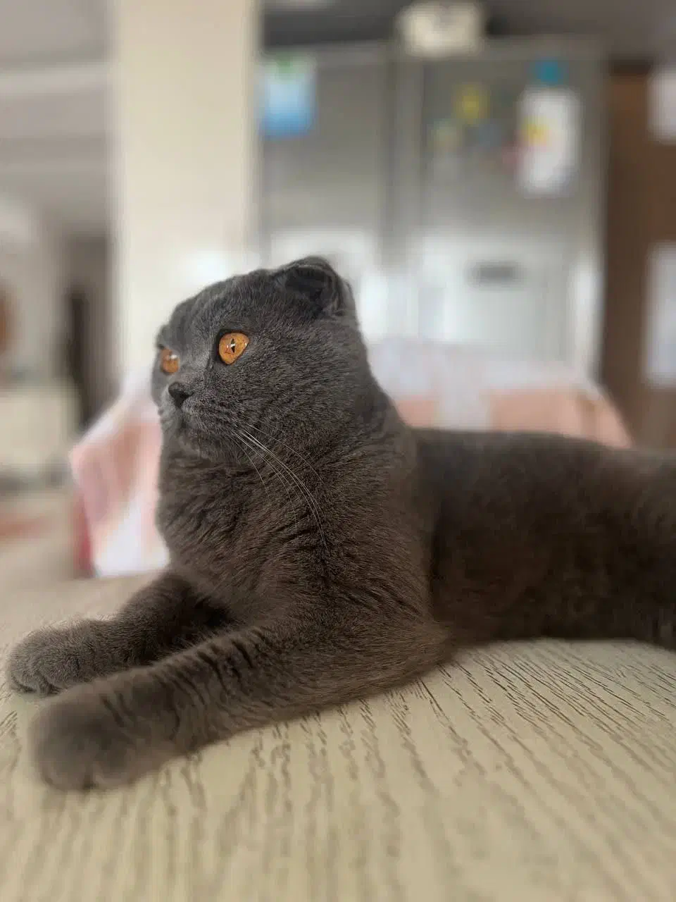 گربه ی اسکاتیش فولد پسر دارای شناسنامه|گربه|سبزوار, پاسداران|دیوار