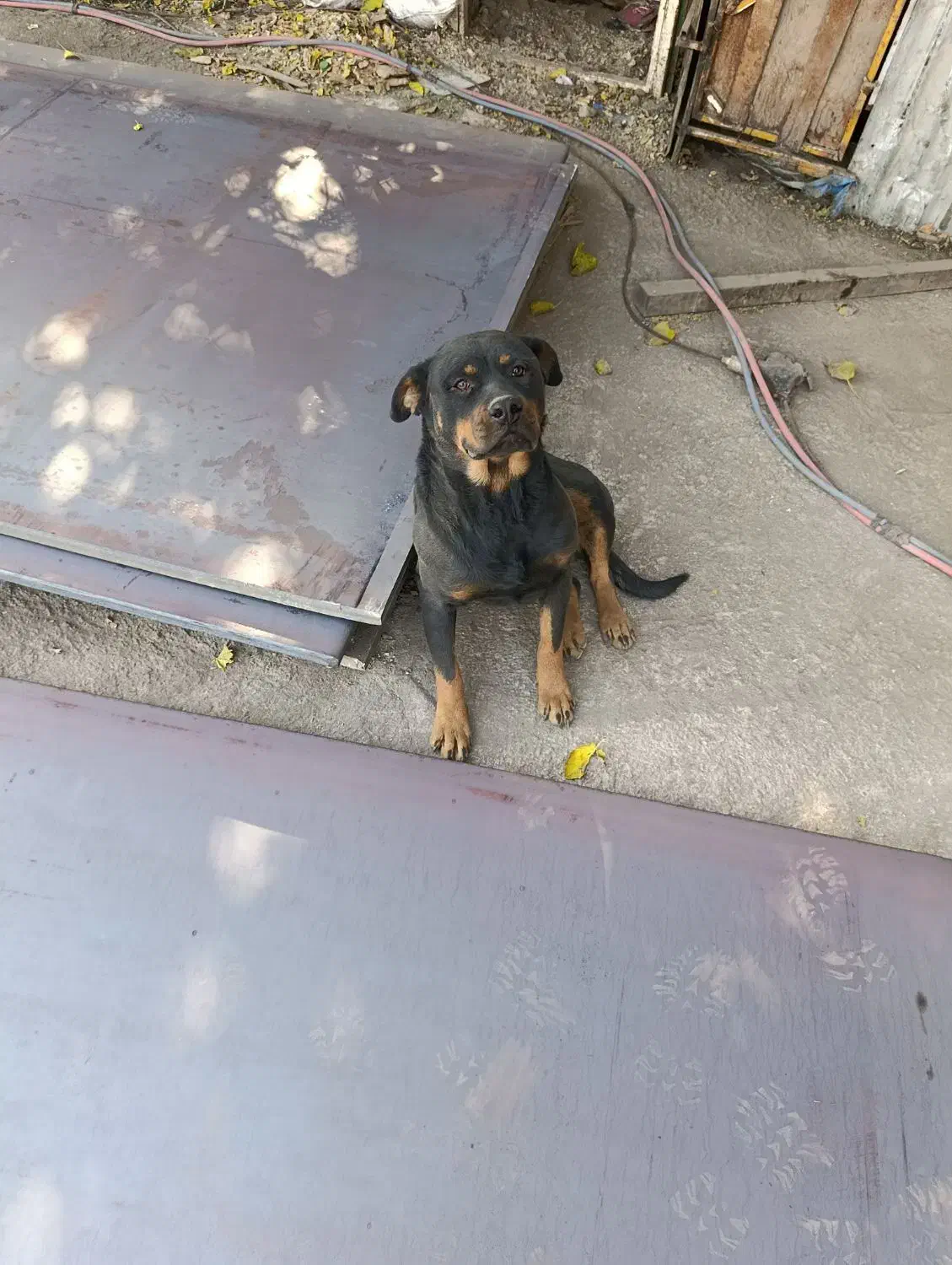 سگ روتوایلر|سگ|تهران, صاحب الزمان|دیوار