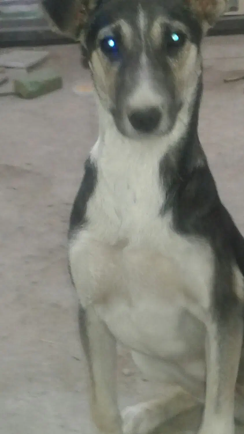 سگ ۵ ماهه واگذاری رایگان|سگ|محمدشهر, محمدشهر|دیوار