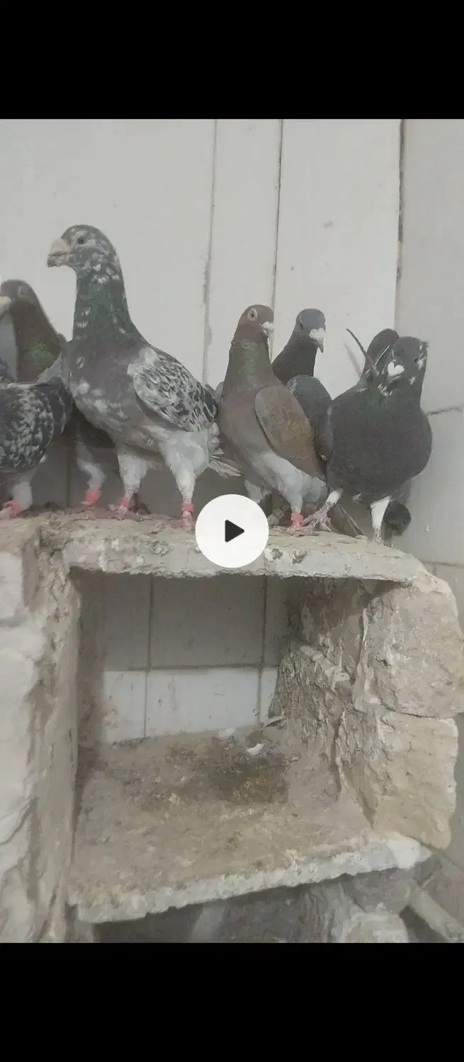 آلمانی|پرنده|تربت‌حیدریه, دیزقند|دیوار