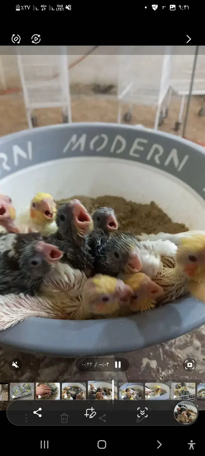 عروس هلندی مولد|پرنده|چمستان, |دیوار