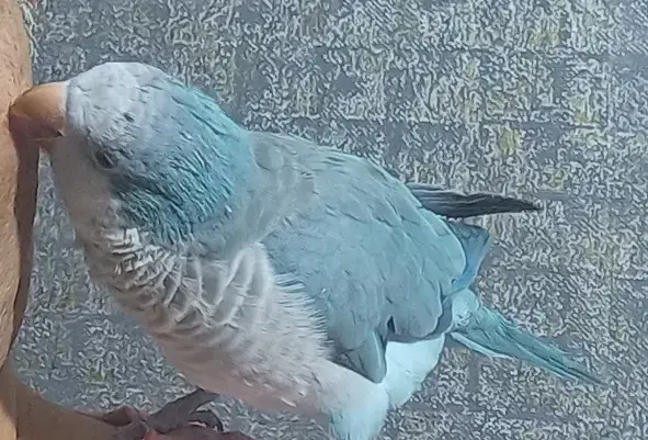 راهب آبی دستی و سخنگو|پرنده|اصفهان, سپاهان‌شهر|دیوار