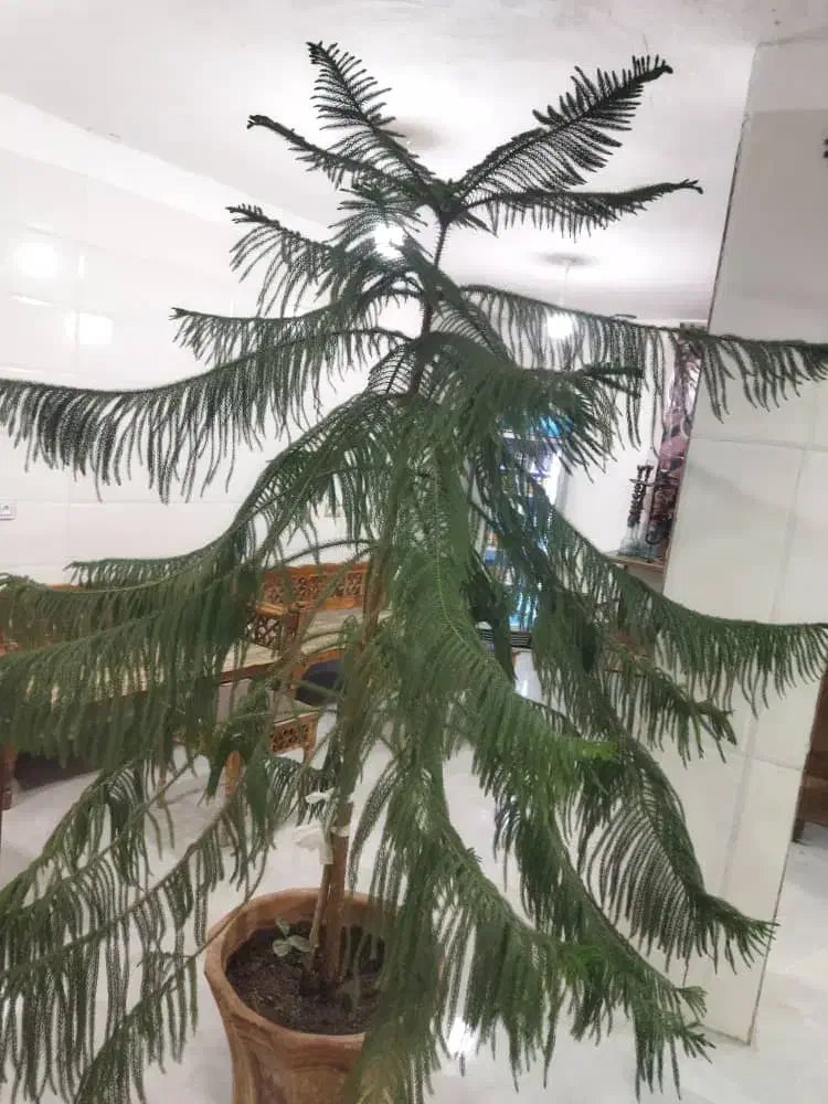 کاج مطبق (هلندی)|گل و گیاه طبیعی|فیروزآباد (فارس), |دیوار