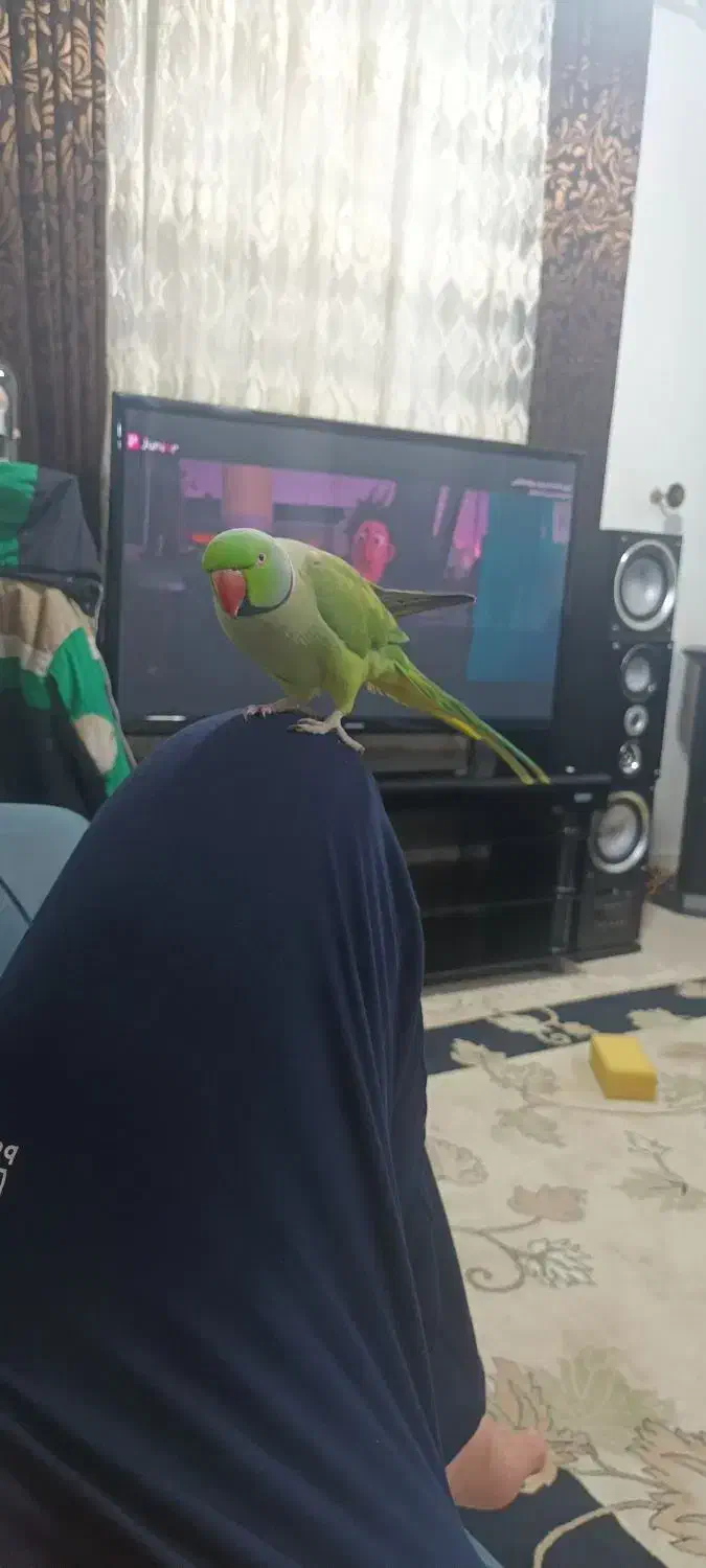 ملنگو نر سخنگو فول دستی|پرنده|خرم‌آباد (تنکابن), |دیوار